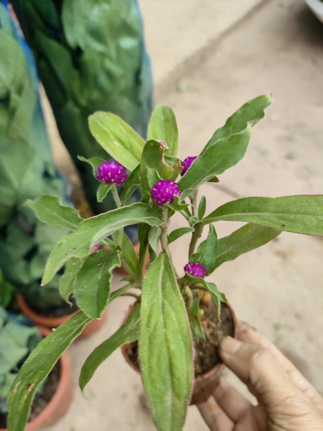 千日红花苗花种籽苗耐晒好养四季开花阳台庭院公园花海店门口种植