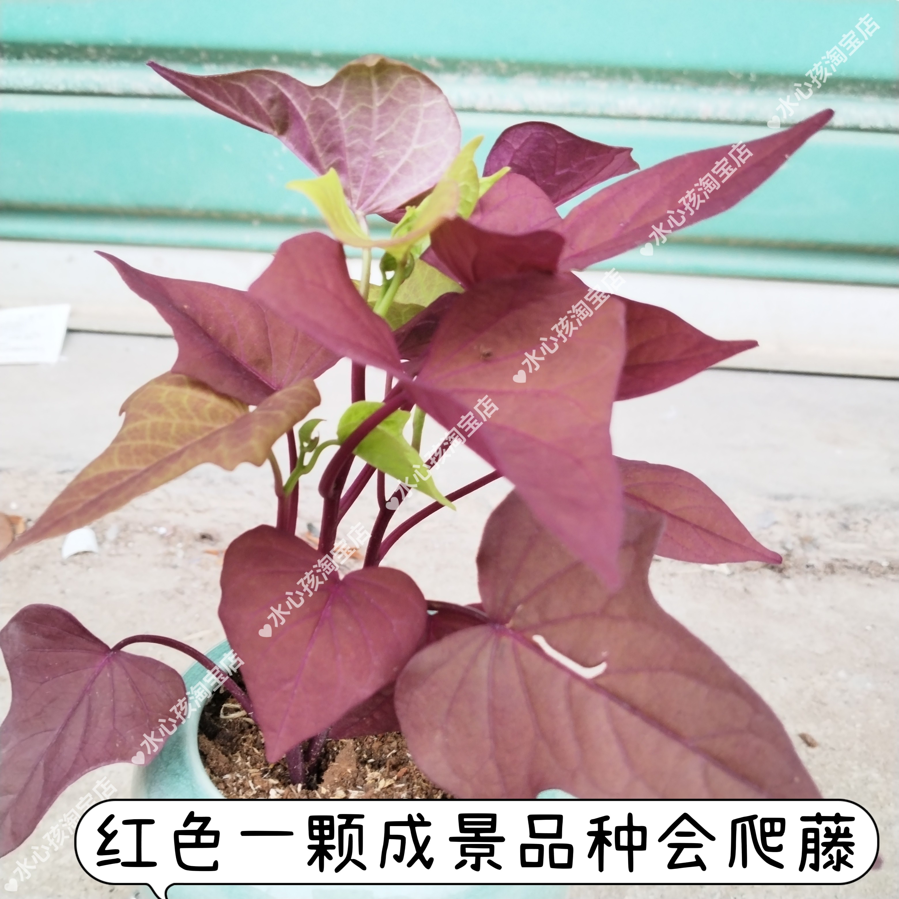 紫叶酢浆草盆栽球根多年生四季花卉植物幸运草三叶草红薯叶花海苗