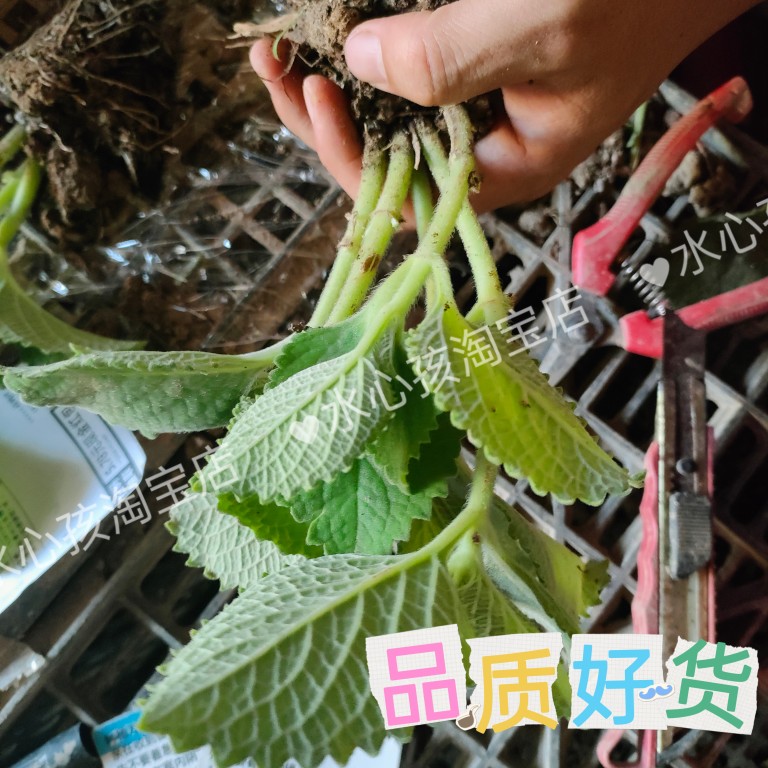 一份3棵排骨香到手香苗左手香苗一抹香苗碰碰香苗  带根原土发货