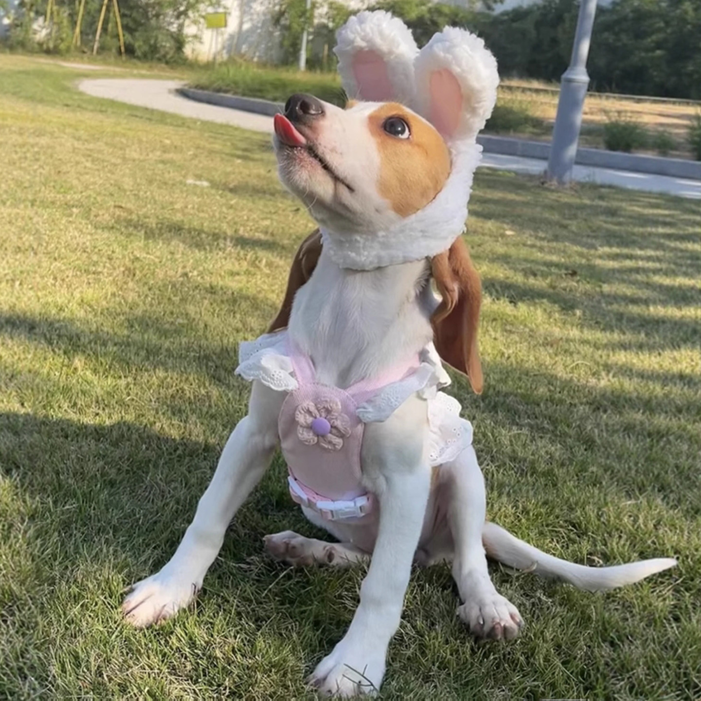 狗狗帽子可爱卖萌兔耳朵比格犬