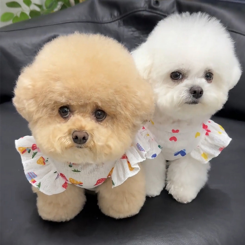 猫咪衣服夏季薄款狗狗透气公主裙