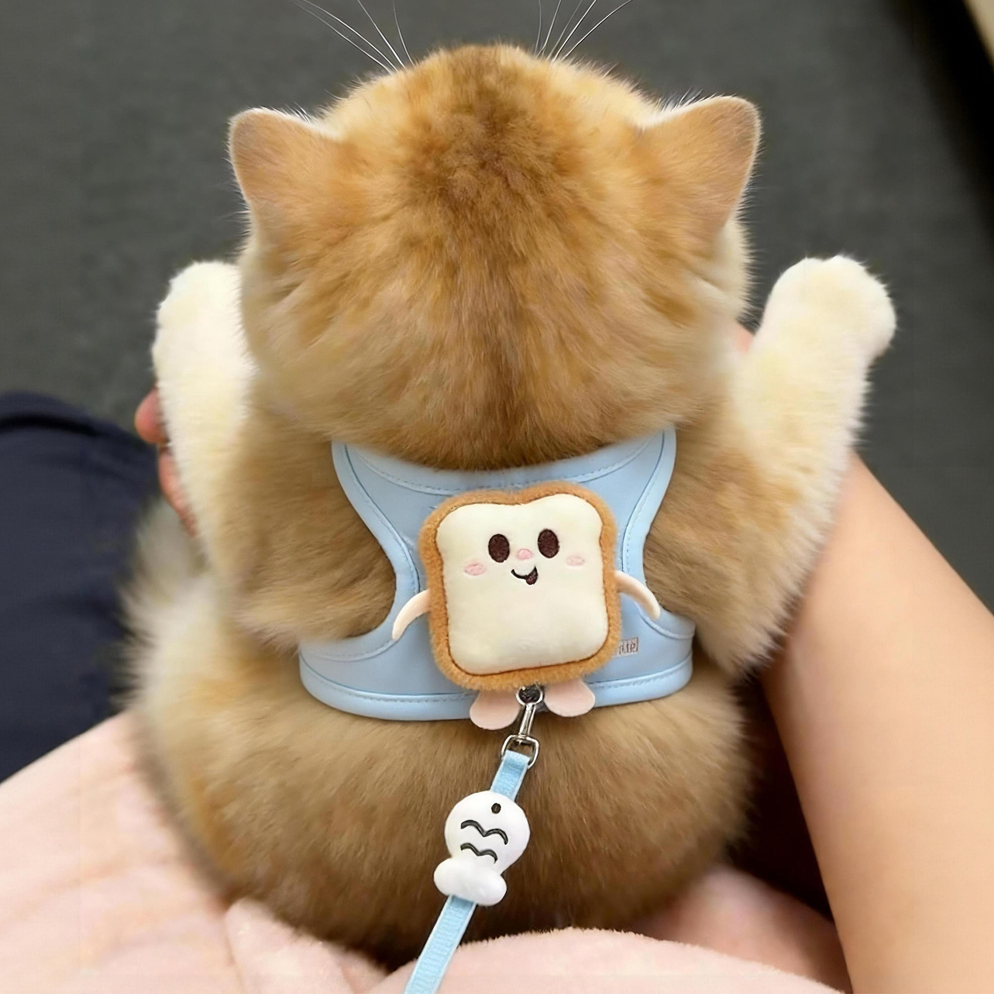 小猫牵引绳四季外出专用防挣脱