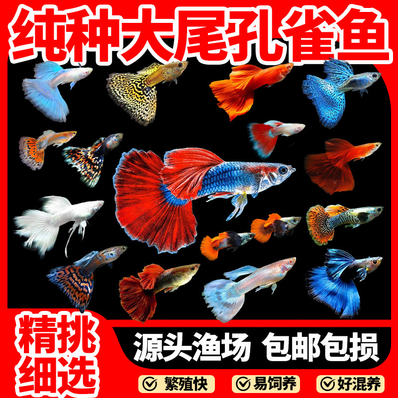 孔雀鱼纯种观赏鱼精品小型热带鱼淡水冷水耐活好养易繁殖斑马金鱼