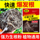 强力生根粉植物通用壮苗剂快速生根营养液壮苗冲施肥扦插蔬菜多肉