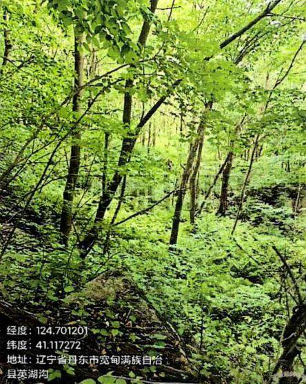 被执行人名下坐落于辽宁省丹东市宽甸满族自治县双山子镇黎明村七组的林权及地上附着物