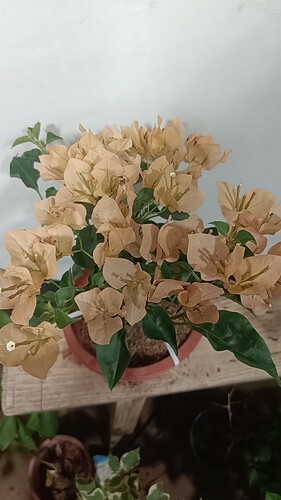 蒙娜丽莎茶三角梅又名蒙茶勤花好养