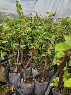 三角梅袋苗6画报蝶粉红豹苹果花米罗黑玫瑰等 不包活  4棵起包邮