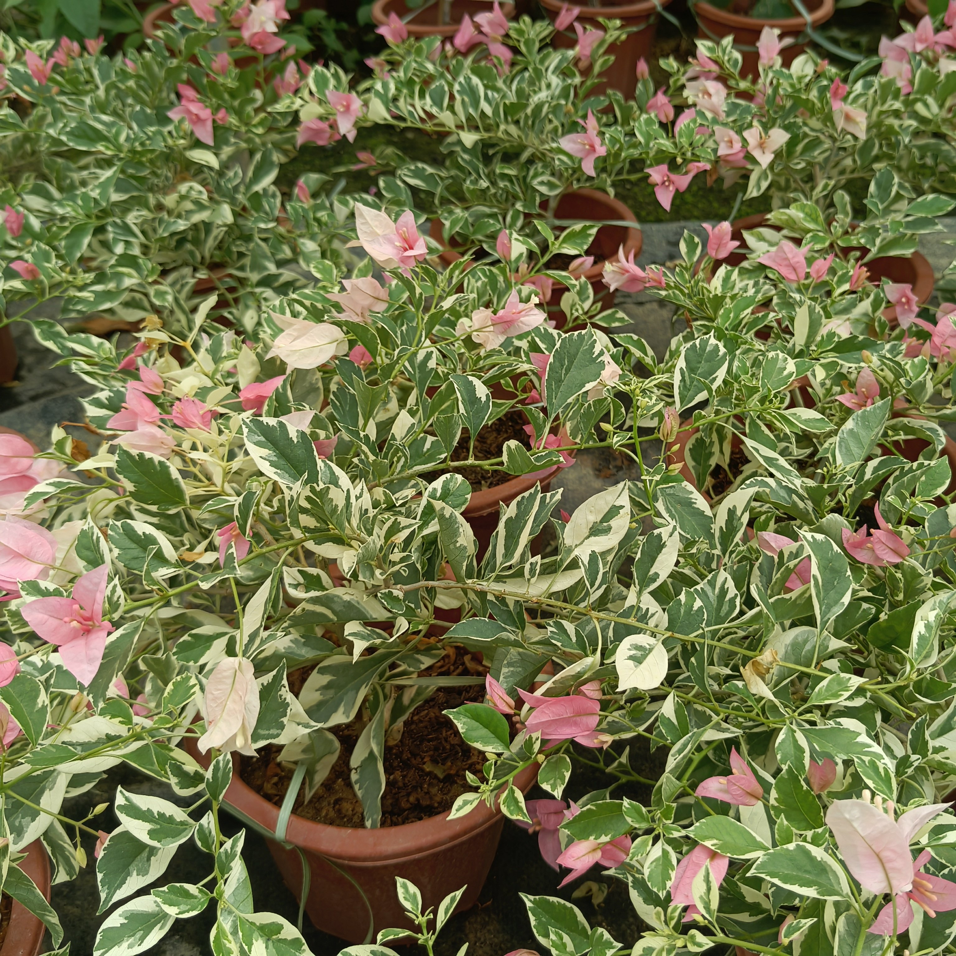 银边细飘粉布丁三角梅，勤花好养！,鲜花速递/花卉仿真/绿植园艺,造型盆景,淘宝优惠券,粉丝福利购,淘宝优惠卷