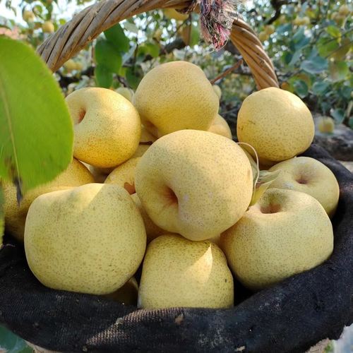 正宗安徽砀山酥梨试吃装