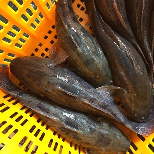 农家淡水鱼沙塘鳢虎头鲨原生态沙乌鳢土才鱼土憨巴鱼