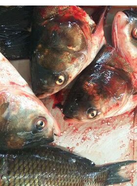 淡水鱼荷于鲜鱼头洪湖胖头鱼新鲜
