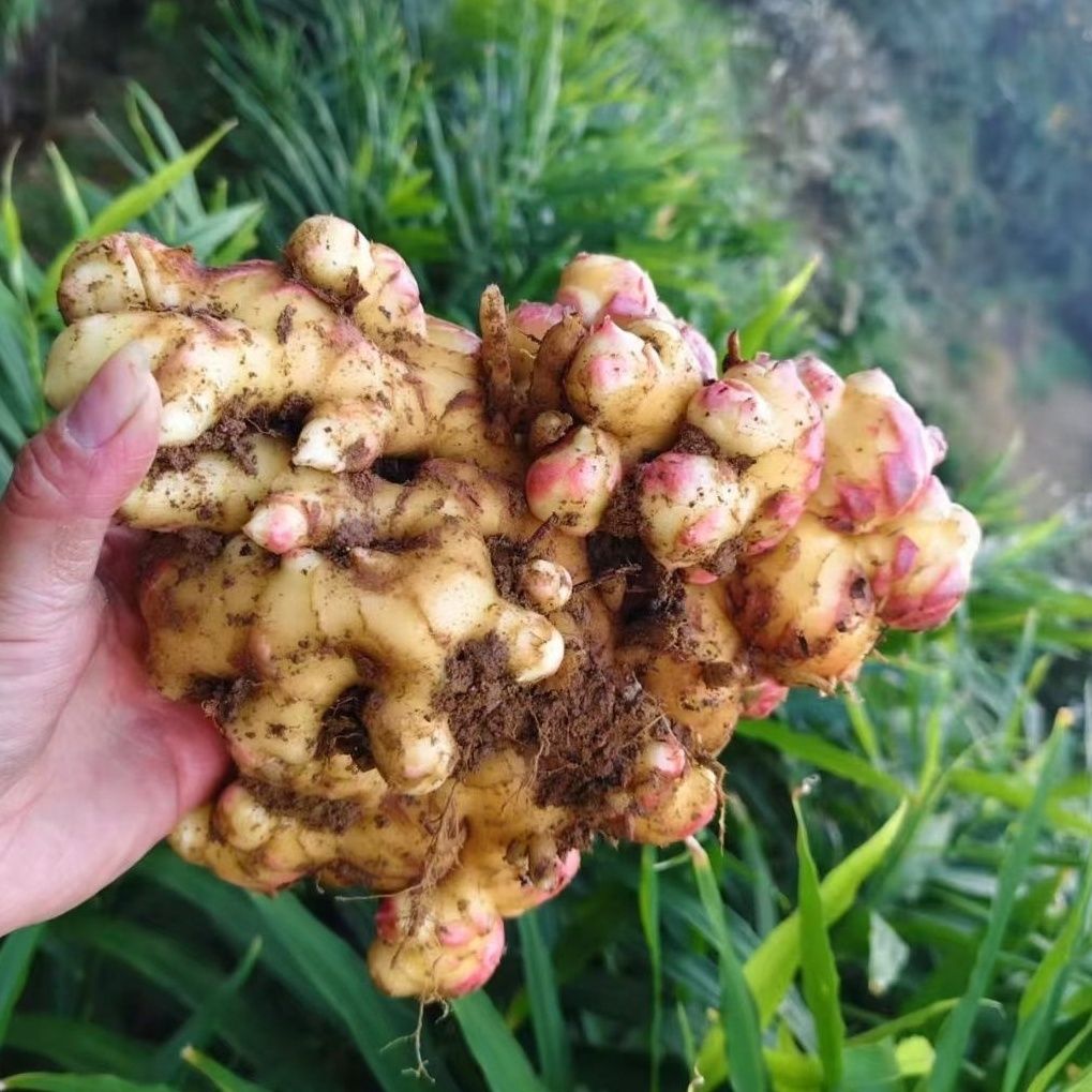 江西永丰小黄姜新鲜现挖生姜 农家红芽嫩姜新鲜仔姜芽嫩姜