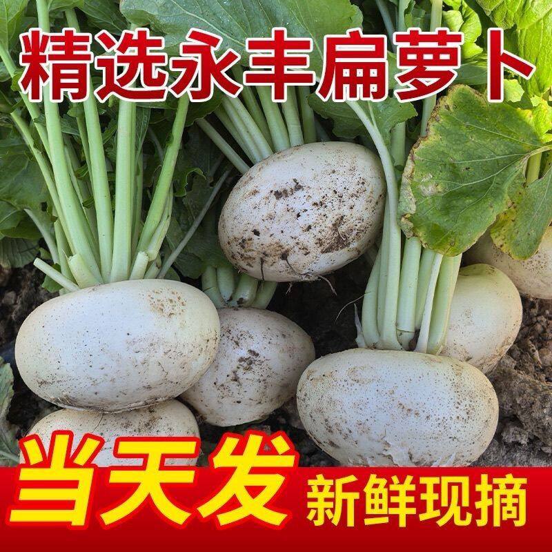江西吉安永丰特产农家种植新鲜扁萝卜现摘盘菜白圆萝卜当季蔬菜