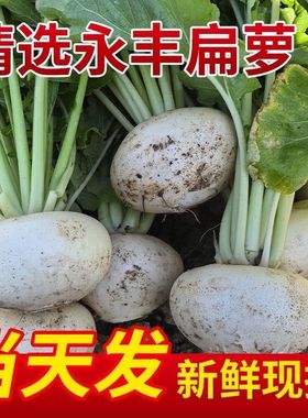 江西吉安永丰特产农家种植新鲜扁萝卜现摘盘菜白圆萝卜当季蔬菜