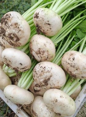 江西吉安永丰特产农家种植新鲜扁萝卜现摘盘菜白圆萝卜当季蔬菜