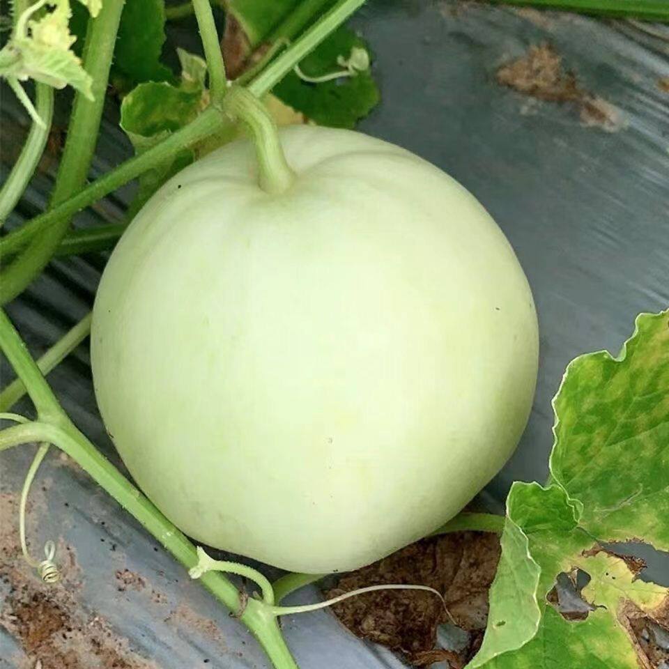 江西永丰香瓜甜瓜当季现摘时令水果脆甜多汁蜜瓜甜宝产地直发