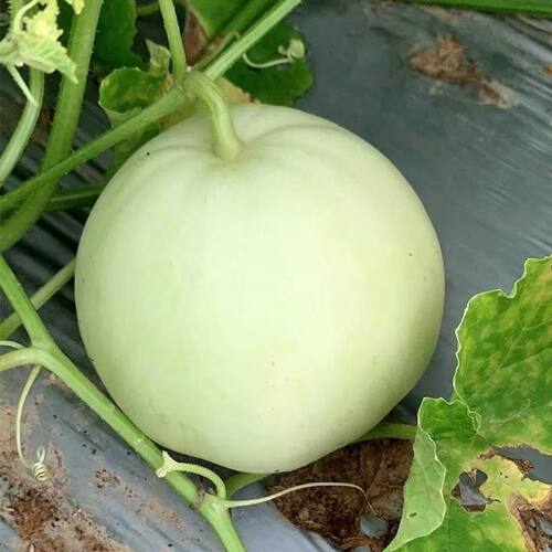 江西永丰香瓜甜瓜当季现摘时令水果脆甜多汁蜜瓜甜宝产地直发