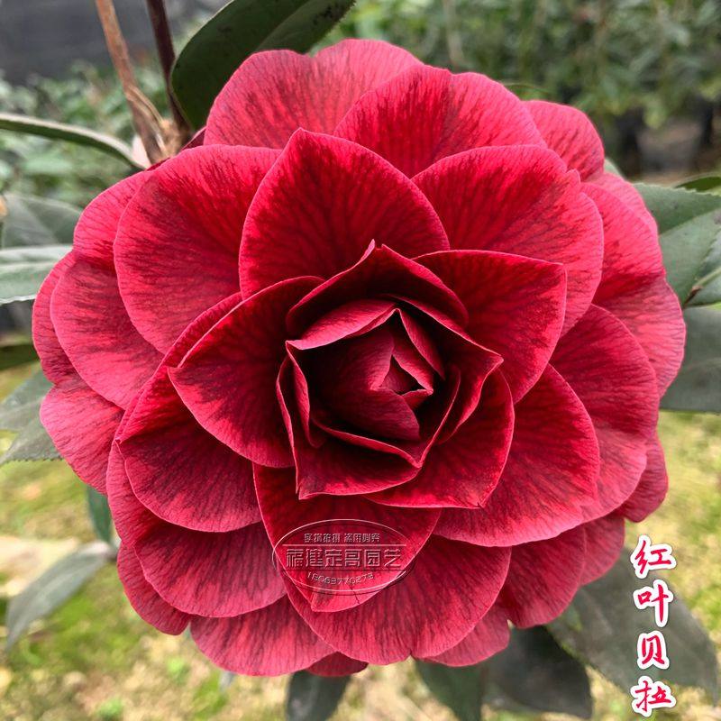 红叶贝拉茶花纯色复色黑贝拉金华美女盆栽阳台庭院四季盆景包邮