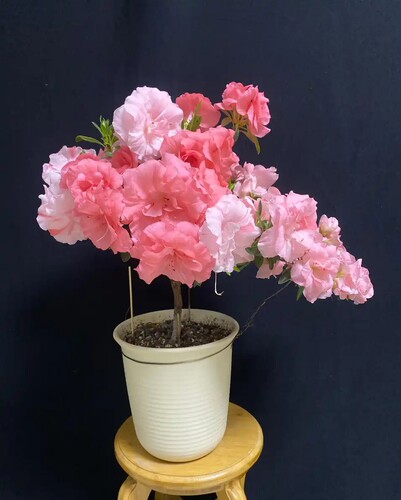 桃梅锦杜鹃花盆栽带花苞室内阳台庭院好养花卉植物四季开花