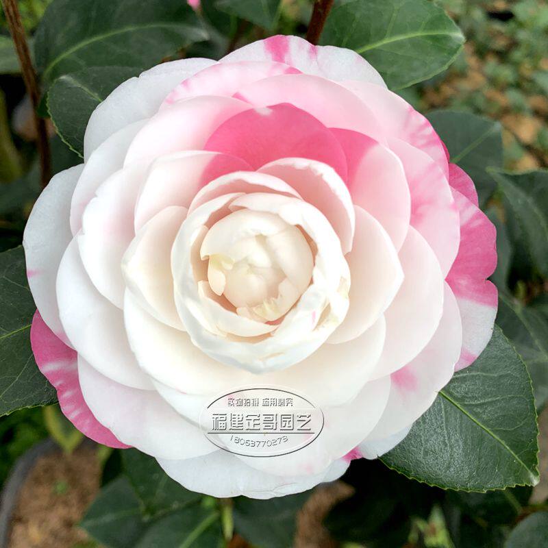 斑水屋茶花一树多色花卉盆栽四季绿植花卉客厅阳台庭院盆景包邮