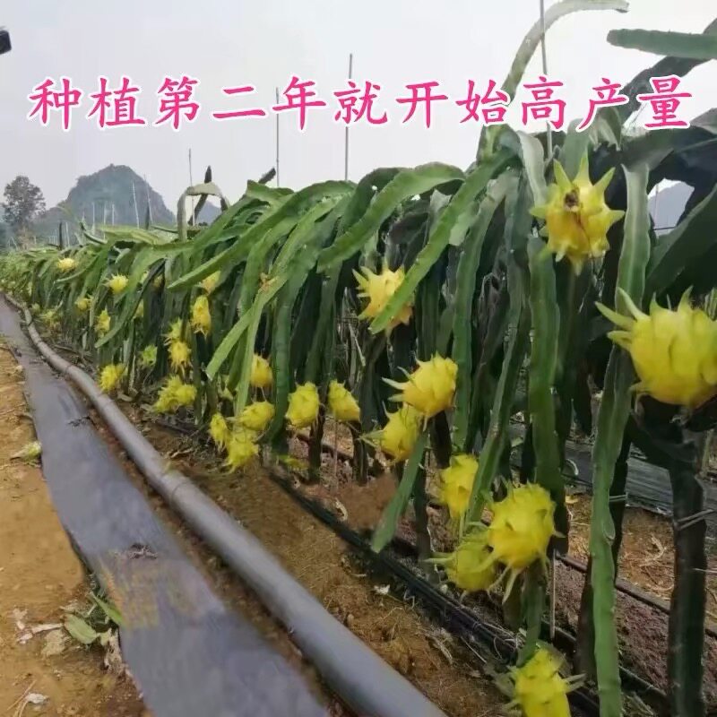 黄龙火龙果苗盆栽地载绿植黄皮白桌面绿植