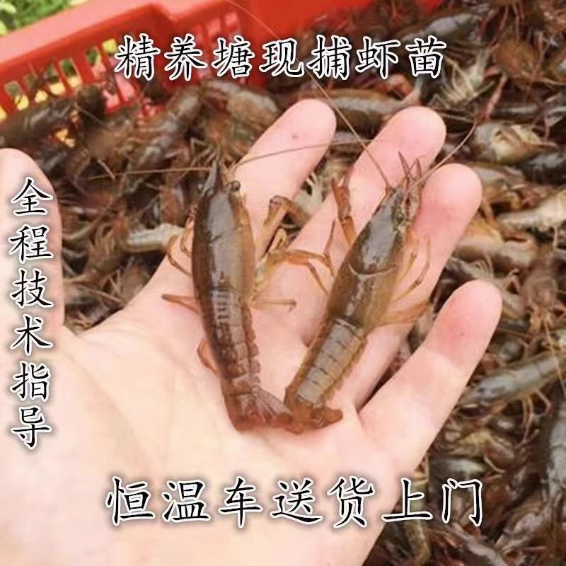 龙虾种苗淡水抱卵种小龙虾