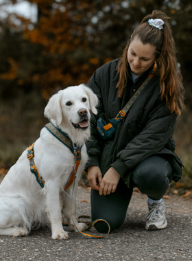 QZee挪威Nonstop朗斯拓狗胸背幻彩限定小中大型犬轻便加厚防爆冲
