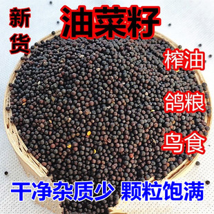 新油菜籽榨油杂粮芙蓉鸟文鸟玉鸟虎皮牡丹鹦鹉鸟食鸽粮榨菜籽油