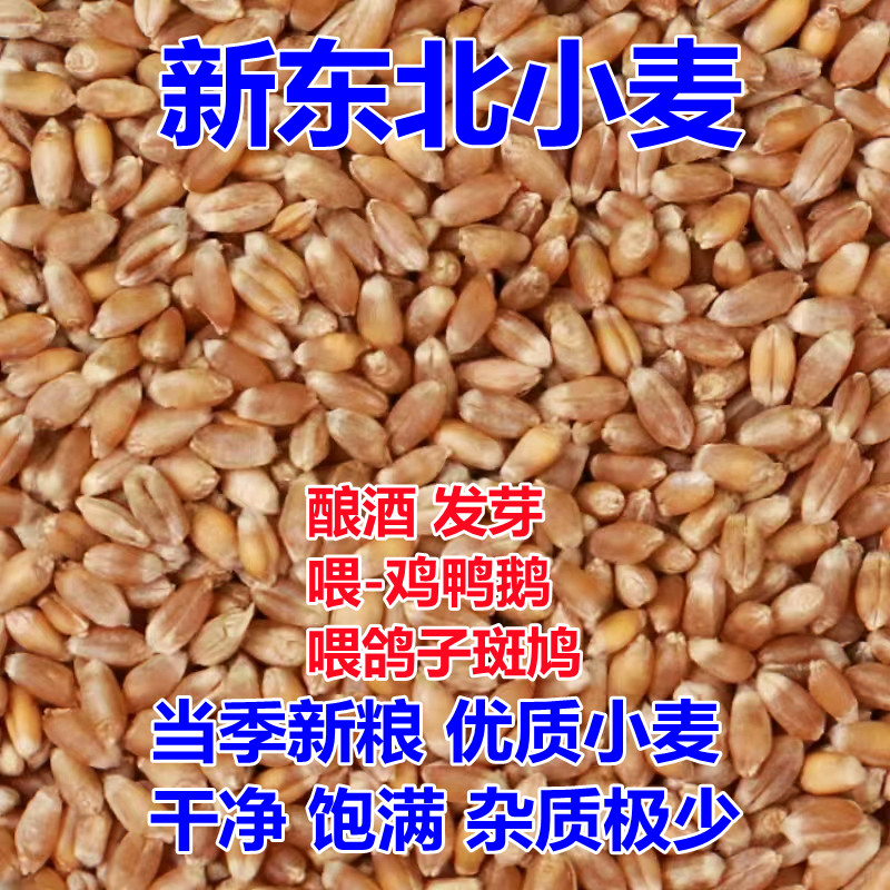 小麦粒新东北小麦酿酒原粮带皮干麦子发芽喂鸽子粮食鸡鸭鹅饲料