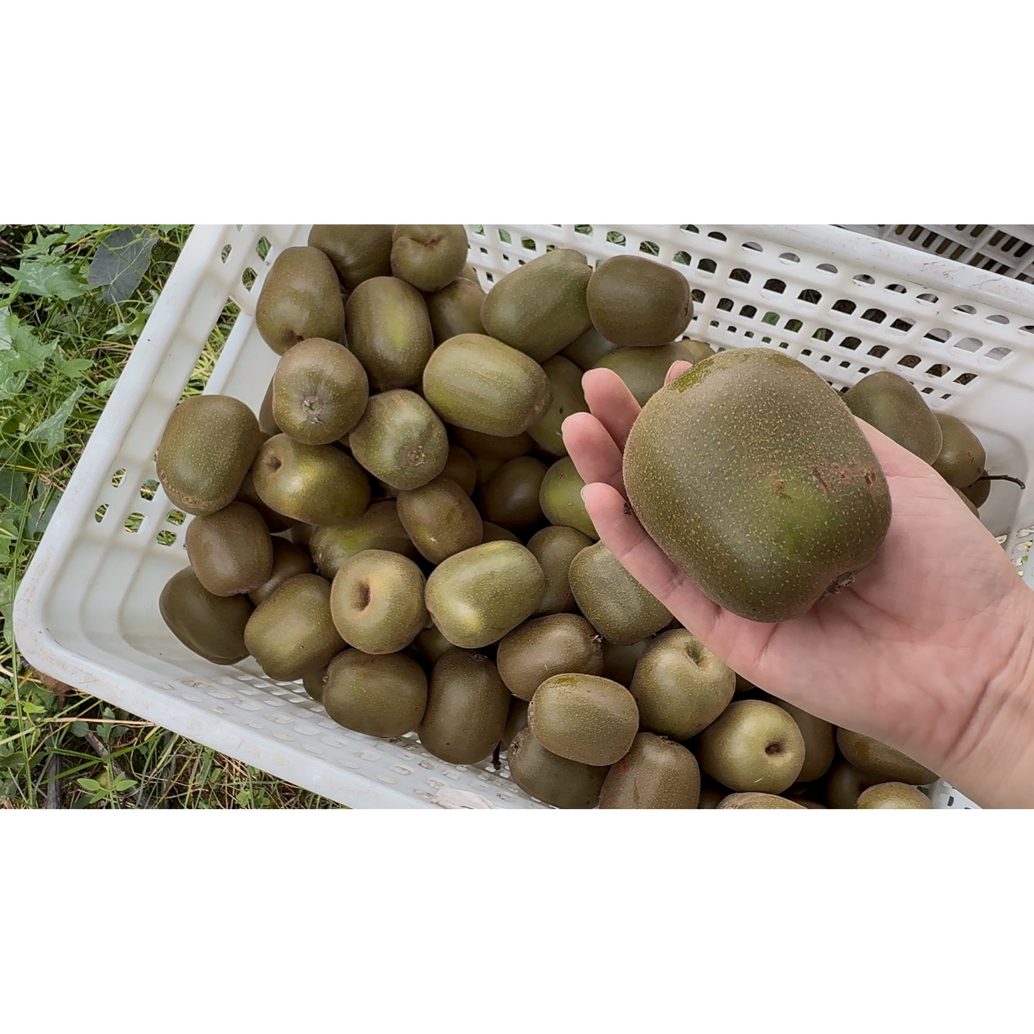 现摘现发成都蒲江红心猕猴桃