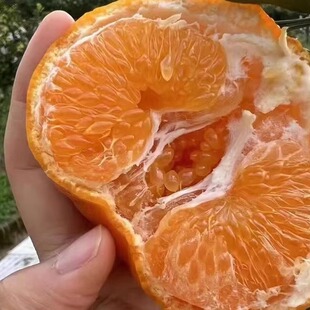 星河坞蒲江耙耙柑自然成熟春见口感绵软化渣