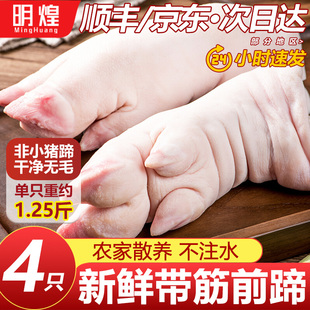 现杀土猪蹄整只新鲜散养农家带筋猪蹄子猪手前蹄猪脚 带筋纯前蹄