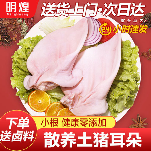 新鲜猪耳朵根小去毛干净冷冻猪耳生猪耳片