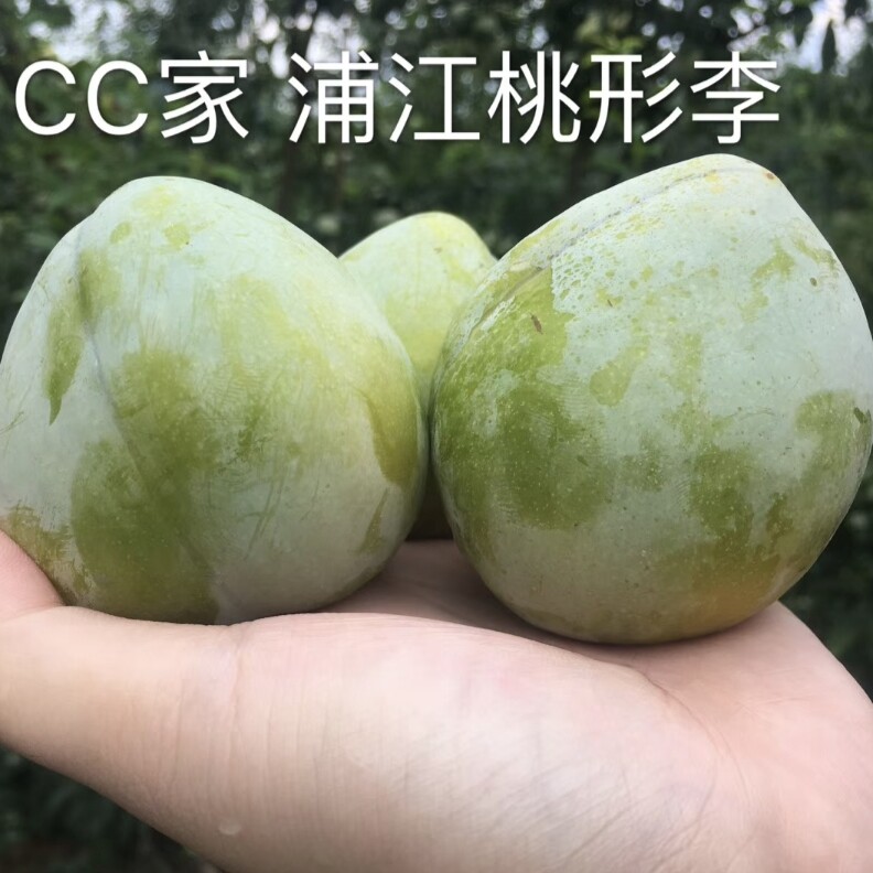 浦江桃形李5斤新鲜摘绿皮干核蜂糖李油奈水果桃心秋大鲜李子现货