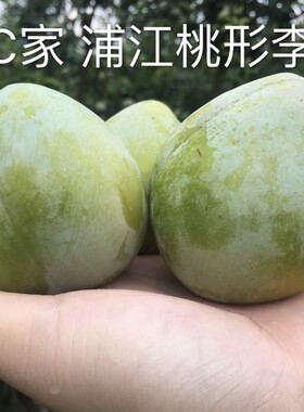 浦江水果桃形李蜂糖李果农直发