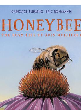 【预售】蜜蜂：意大利蜜蜂忙碌的生活英文儿童绘本动物生态环保进口原版外版书精装3-6周岁Honeybee: The Busy Life of Apis Mel