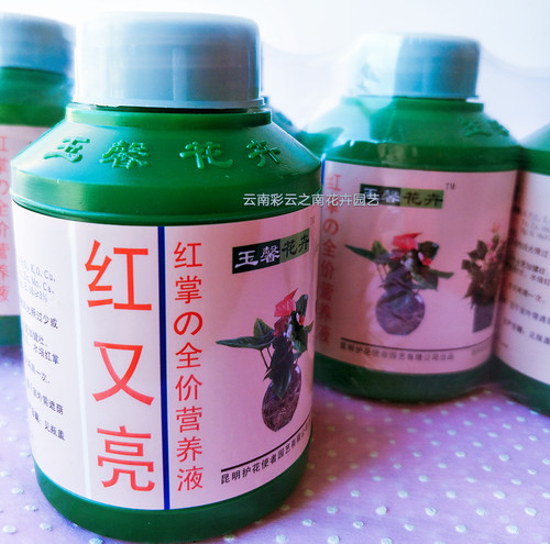 营养液红掌花卉绿叶包邮