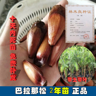 2年苗巴拉那松树苗云南正宗巴拉那引进松品种巴拉那松树苗巴西松