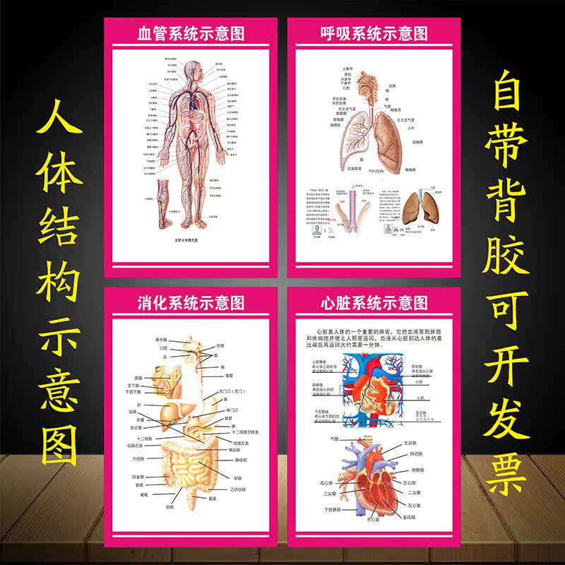 医院科室挂图呼吸系统心脏系统消化血管系统示意图人体解剖结构图