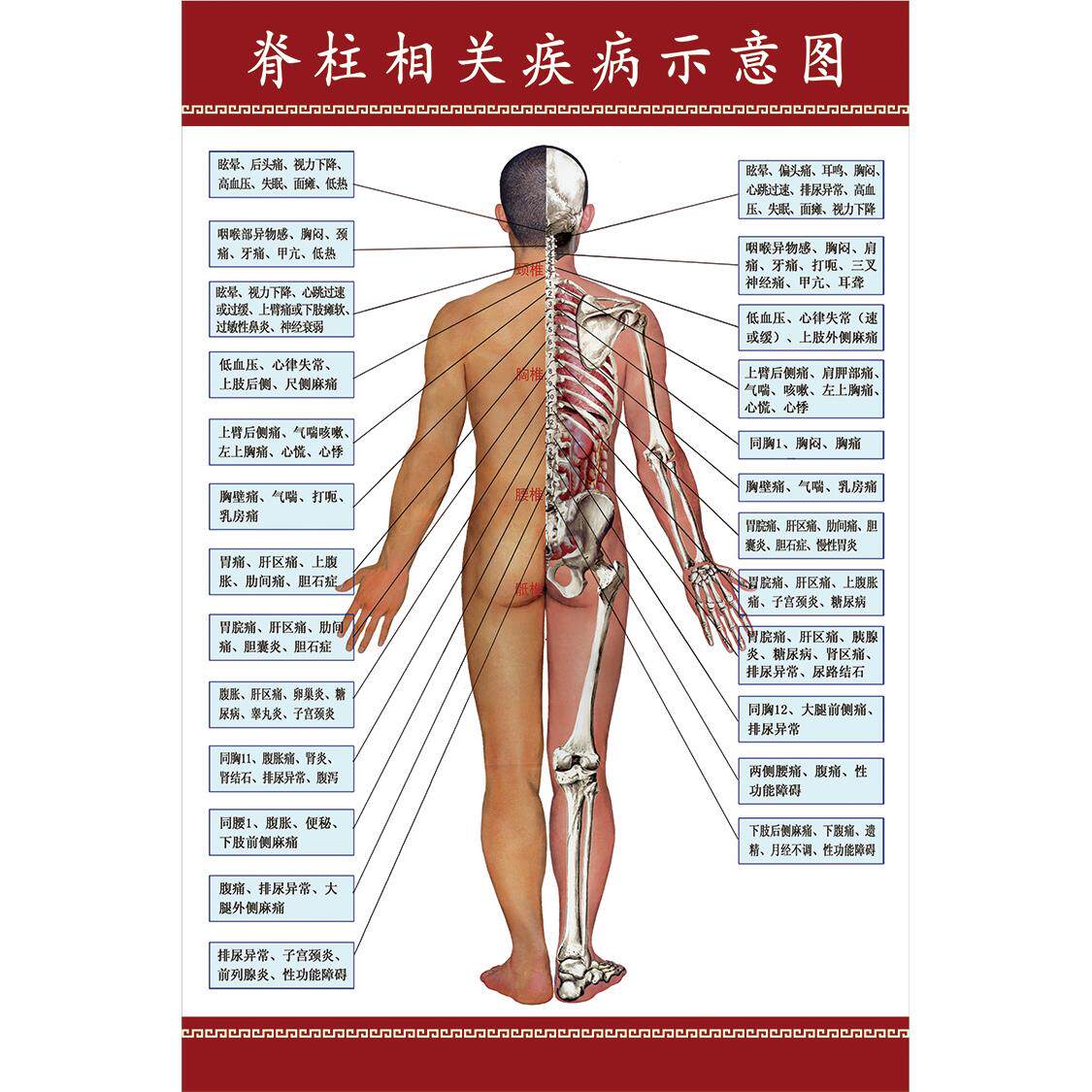 人体脊柱相关疾病海报 神经系统图 血管分布图 骨骼挂图 穴位图