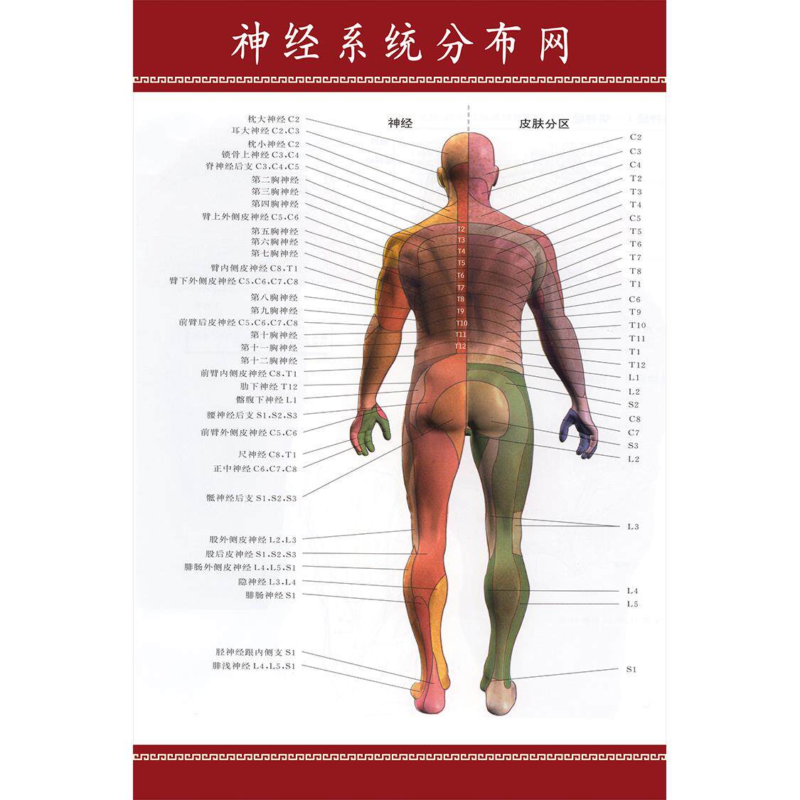 神经系统分布网示意图正反面医学宣传挂图 人体器官解剖图