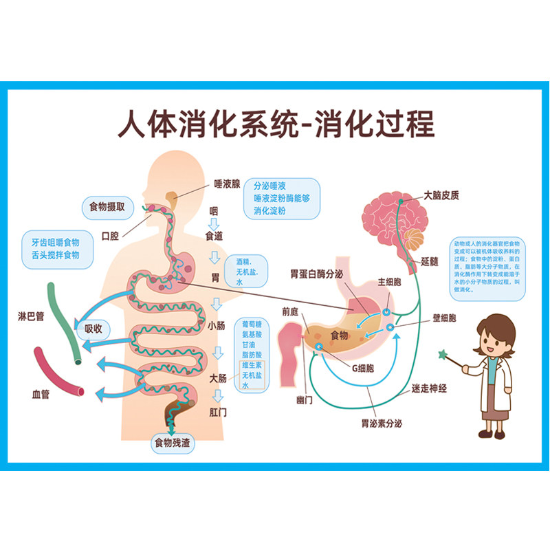 人体器官解剖图消化系统结构图食物消化过程小学生幼儿园认知挂图