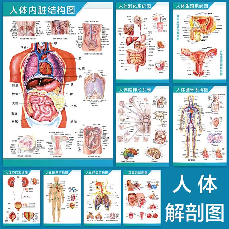 人体解剖学骨骼结构图神经肌肉内脏分布图呼吸系统消化器官挂图