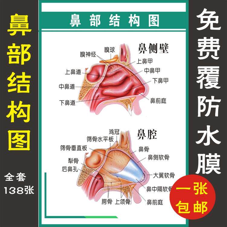 鼻腔结构图解剖挂图耳鼻喉科医院医用知识海报 鼻部健康护理展板