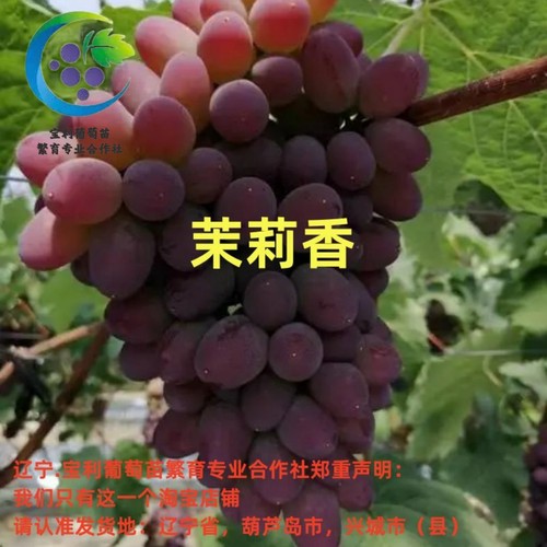 辽宁.宝利葡萄苗繁育专业合作社