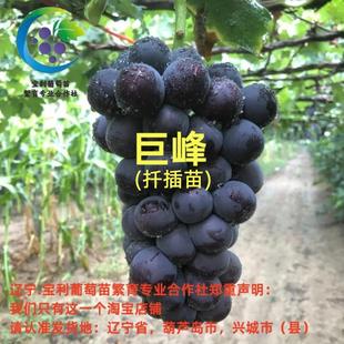 巨峰  扦插苗 宝利葡萄苗繁育专业合作社
