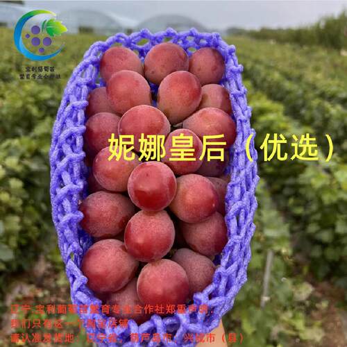 香味浓郁口感好妮娜皇后嫁接苗