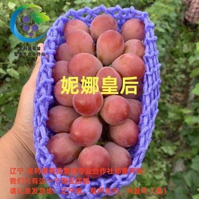 辽宁.宝利葡萄苗繁育专业合作社