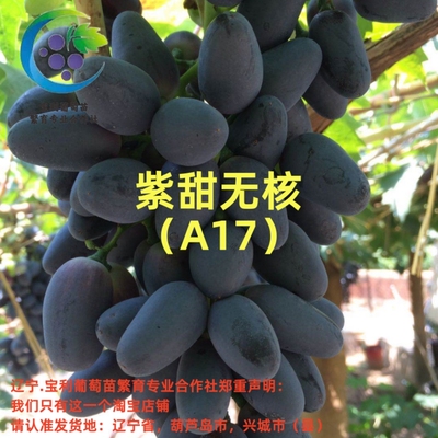 辽宁.宝利葡萄苗繁育专业合作社