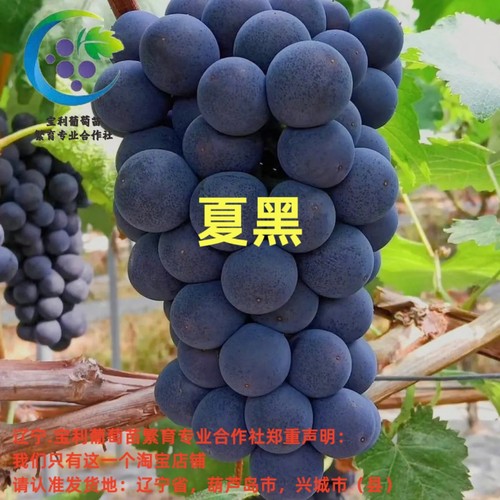 辽宁.宝利葡萄苗繁育专业合作社
